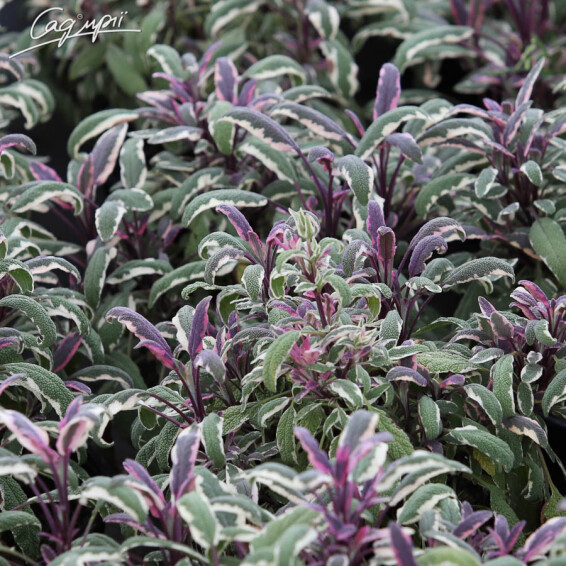 Шавлія лікарська 'Tricolor' - 6
