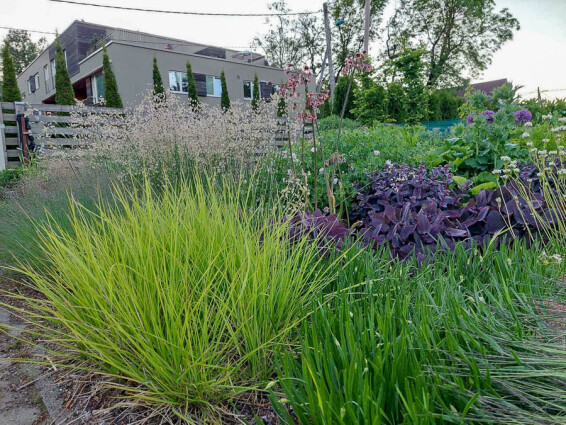 Сеслерия осенняя #1, ГК - - 7