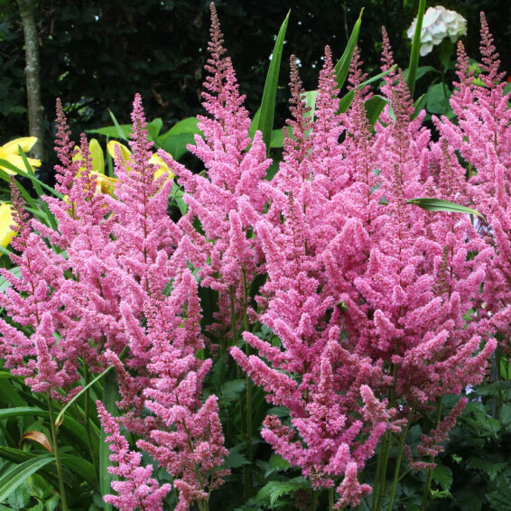 Астільба китайська 'Vision in Pink' ® PBR - 1