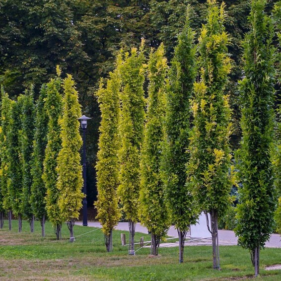 Дуб болотный 'Green Pillar' #1, C43 8--10 250-300 St. 150-175 - 5
