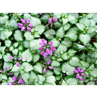Яснотка крапчатая 'Pink Pewter'