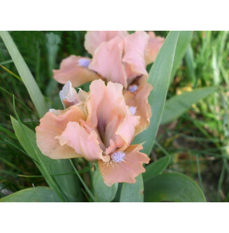 Ирис карликовый 'Cocoa Pink'