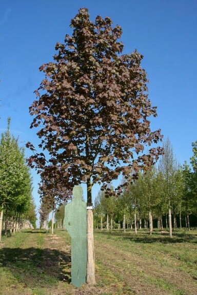 Клен остролистный 'Deborah' - 2