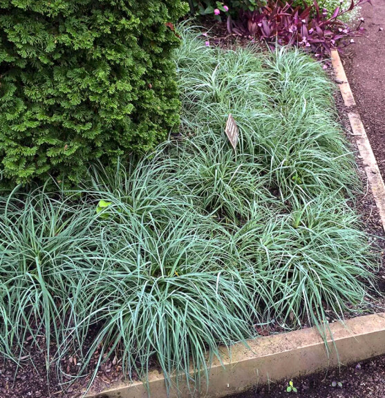 Осока повислая 'Blue Zinger', С1.5 - - 3 Осока повислая 'Blue Zinger', С1.5 - - 3