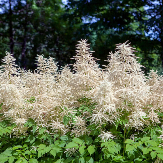 Волжанка китайская ‘Zweiweltenkind’ #1, ГК - - 4