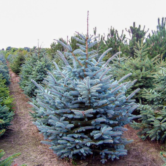 Ялина колюча 'Glauca Majestic Blue' #1, WRB - 100-125 - - 1