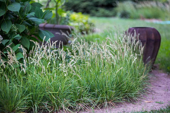 Сеслерия осенняя #1, ГК - - 3