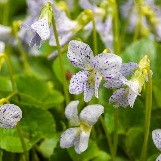 Фіалка метеликова 'Freckles', p9 - - 1