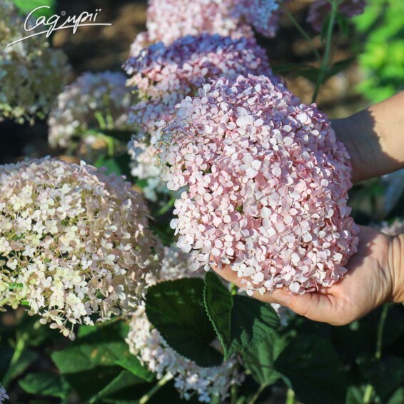 Гортензия древовидная 'Magical Pinkerbell'' - 1