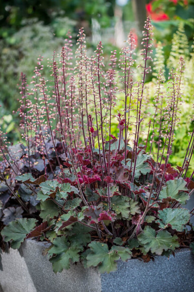 Гейхера 'Rex Red® PBR' - 5