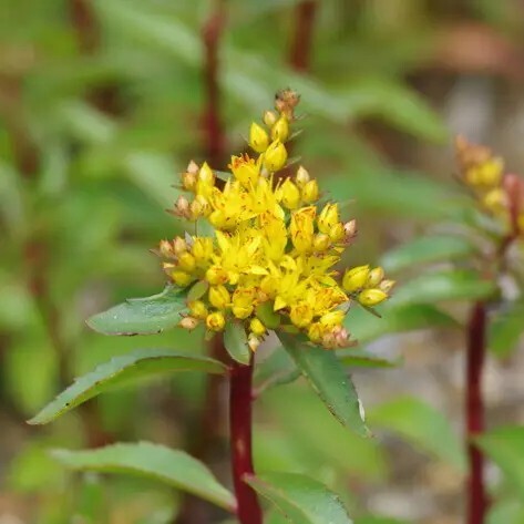 Очиток живучий, C3 - - 3