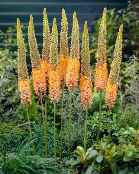 Эремурус 'Cleopatra' - 2