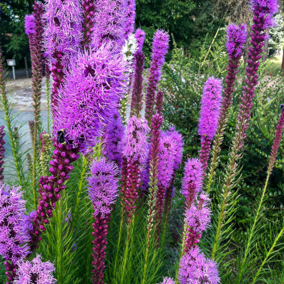 Ліатріс колосковий 'Floristan Violet' - 6