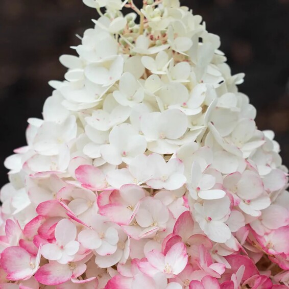 Гортензия метельчатая 'Strawberry Blossom' ® - 5