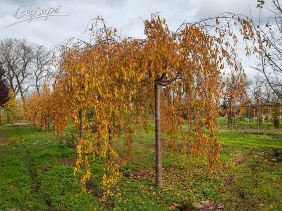 Вишня субхиртелла 'Pendula' - 10