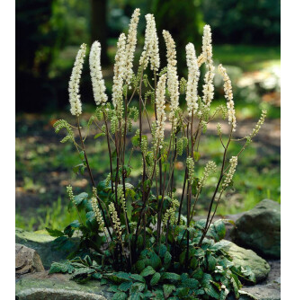 Клопогон ветвистый 'Prichard's Giant'