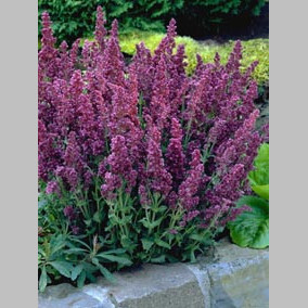 Шавлія лісова 'Plumosa' - 1