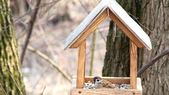 Годівнички для пташок своїми руками: 7 простих ідей