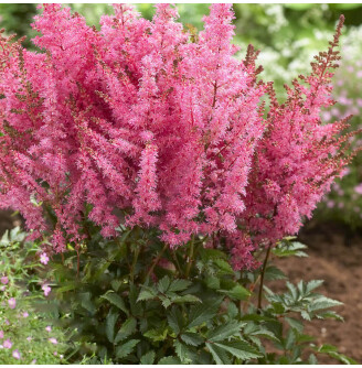 Астільба гібридна ‘Younique Pink®’ (PBR)