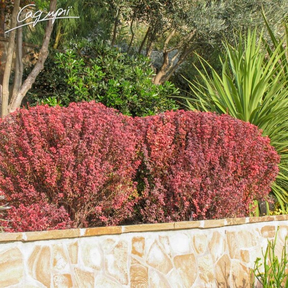 Барбарис Тунберга 'Atropurpurea' - 9