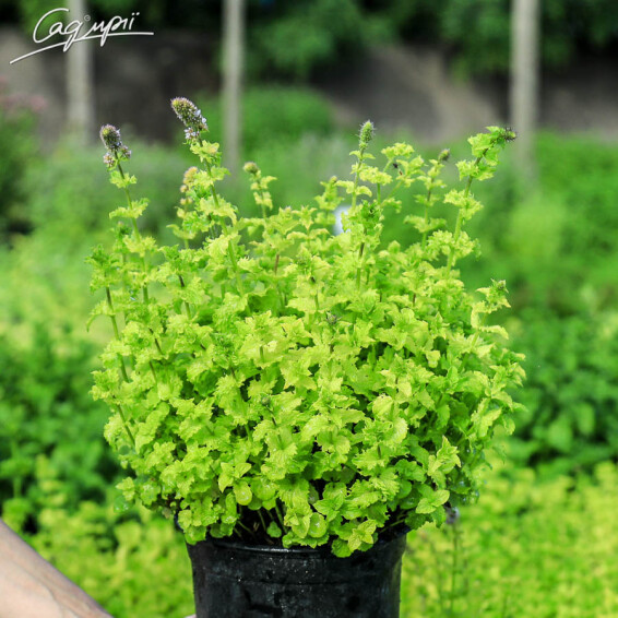 М'ята духмяна 'Apple Mint' - 2