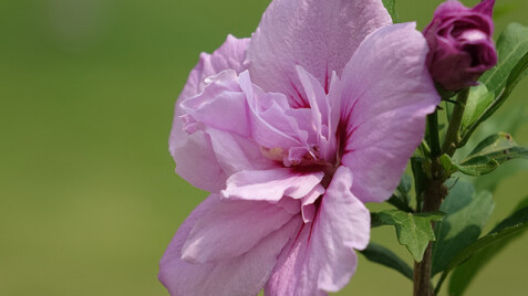 Гібіскус сирійський - ніжна чарівність Вашого саду