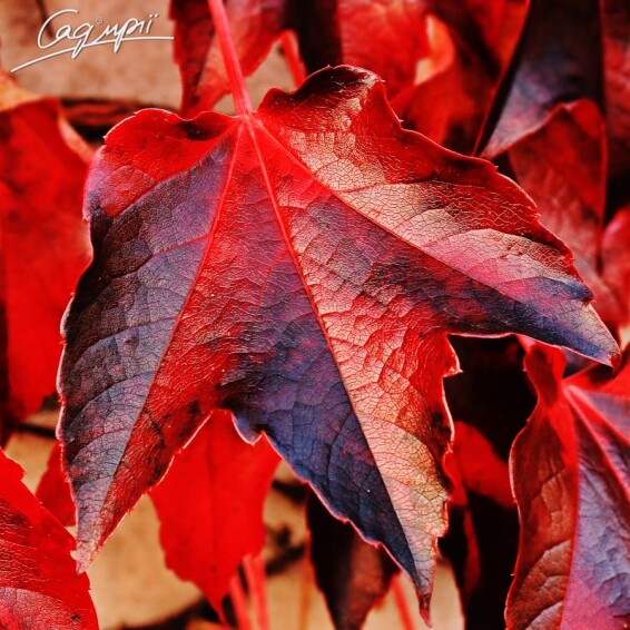 Виноград триостренный 'Veitchii' - 1 Виноград триостренный 'Veitchii' - 1