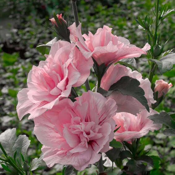 Гибискус сирийский 'Pink Chiffon' - 1