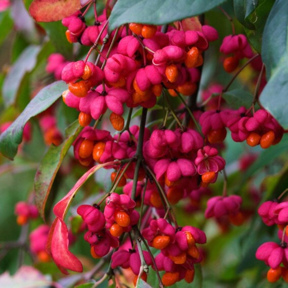 Бересклет европейский 'Red Cascade' - 1