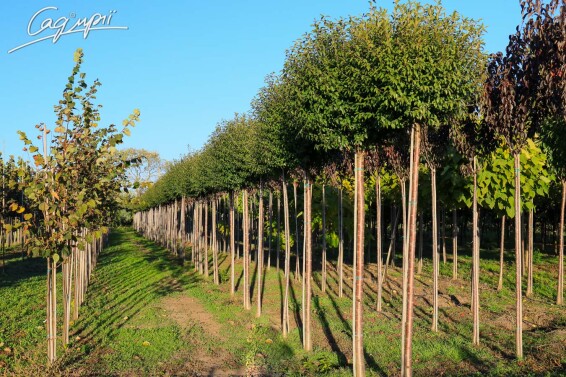 Вишня кулевидна 'Umbraculifera' #2, С110 20--25 300-350 St. 220-230 - 5