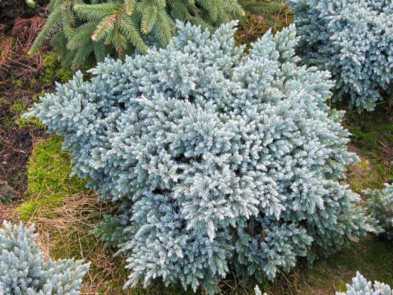 Можжевельник чешуйчатый 'Blue Star' #3, C25 - - St. 50-60 - 2