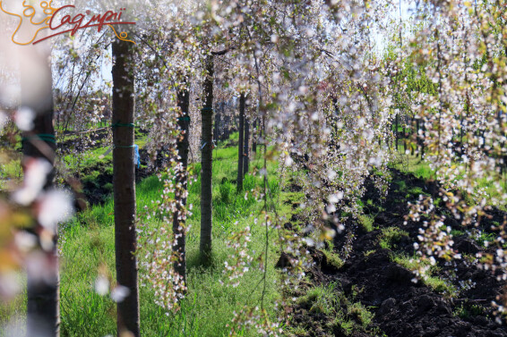 Вишня субхиртелла 'Pendula' - 14