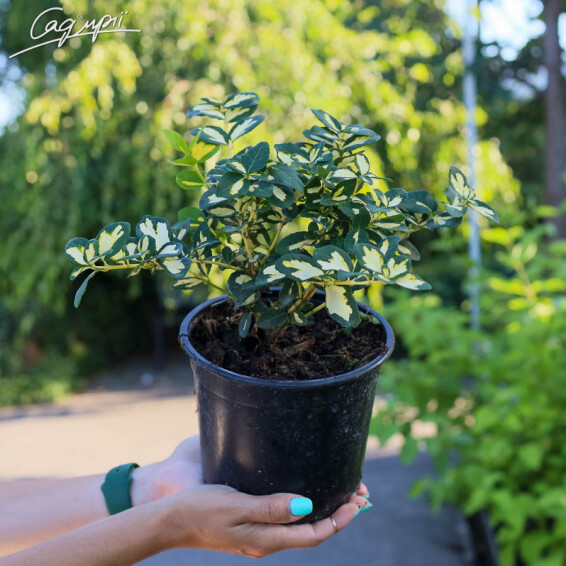 Бересклет Форчуна 'Blondy', C2 30-40 - 2