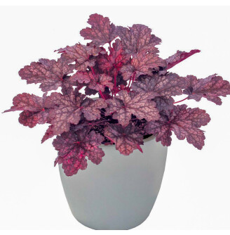 Гейхера 'Midnight Bayou'