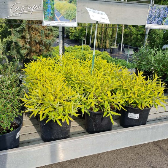 Кариоптерис кландонский 'Worcester Gold' - 5