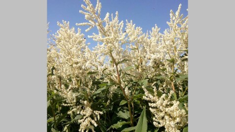 Горець мінливий - найкрасивіший квітучий багаторічник