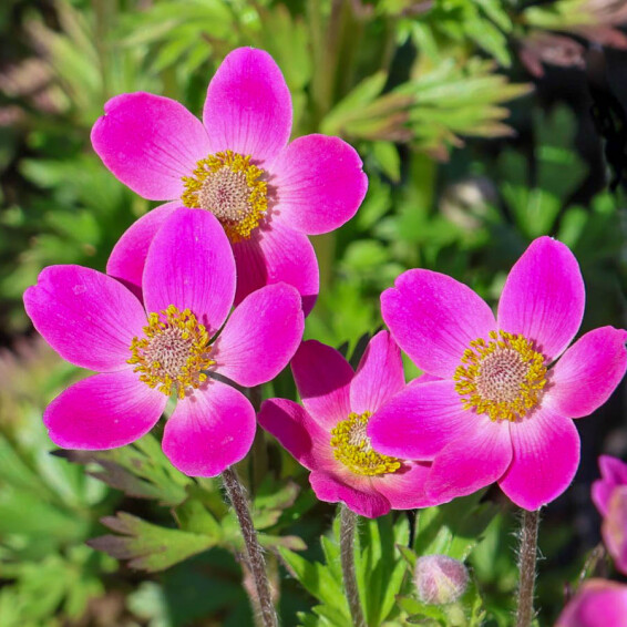 Анемона гібридна 'Spring Beauty Pink®' - 5