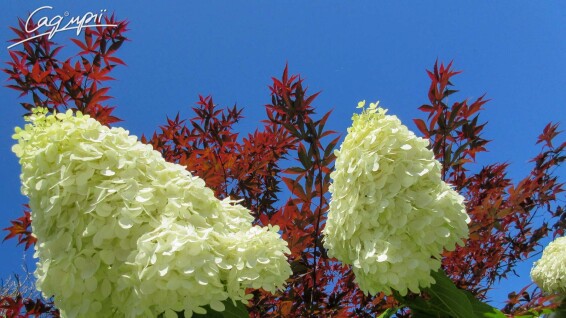 Гортензия метельчатая 'Limelight' ® #4, С7 - - 6