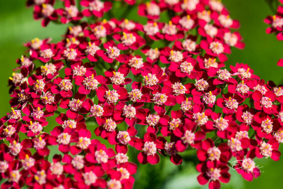 Тысячелистник гибридный 'Laura' #1, ГК - - 3