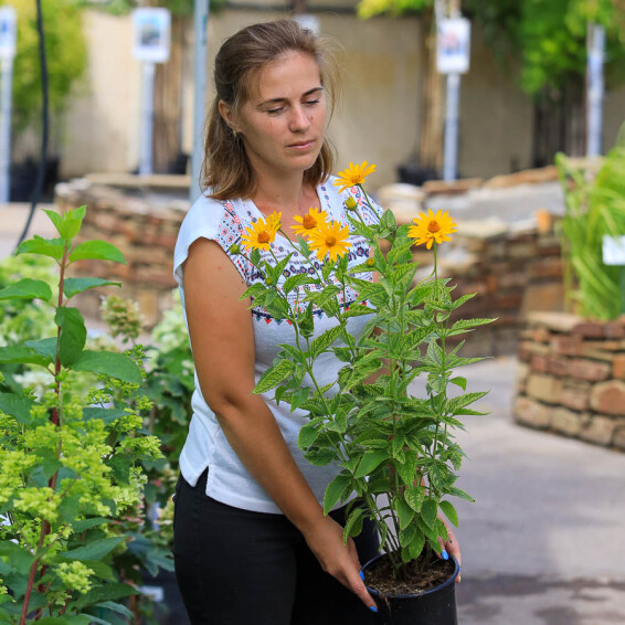 Геліопсис соняшниковидний ‘Loran Sunshine' #1, C2 - - 4 Геліопсис соняшниковидний ‘Loran Sunshine' #1, C2 - - 4