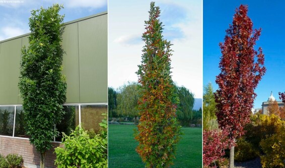 Дуб болотный 'Green Pillar' - 4