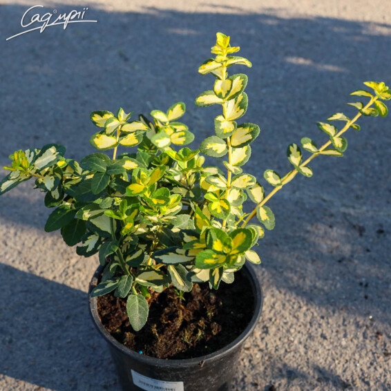 Бересклет Форчуна 'Blondy', C2 30-40 - 4