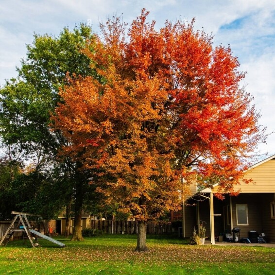 Клен Фримана 'Autumn Blaze' #1, С32 10--12 300-325 St. 180-200 - 1