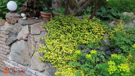 Бересклет Форчуна 'Emerald'n Gold' - чудовий вічнозелений чагарник для Вашого саду