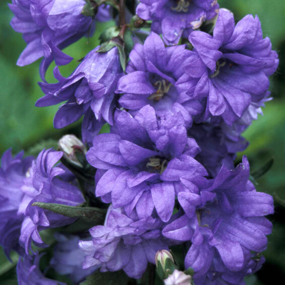 Колокольчик крапиволистный ‘Bernice’ #1, ГК - - 1