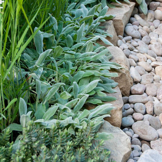 Чистец византийский ‘Silver Carpet’ - 5