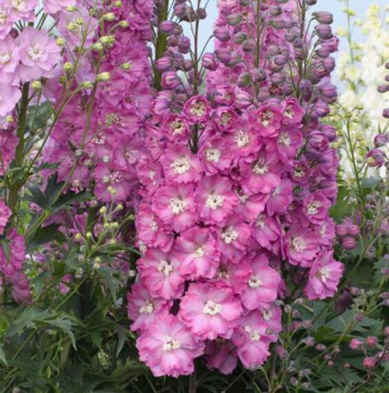 Дельфиниум гибридный 'Delphi's Pink Power' - 3