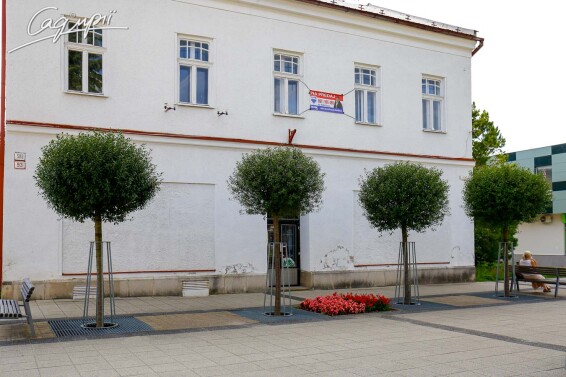 Вишня кулевидна 'Umbraculifera' #2, С110 20--25 300-350 St. 220-230 - 7