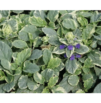 Живучка ползучая 'Variegata'