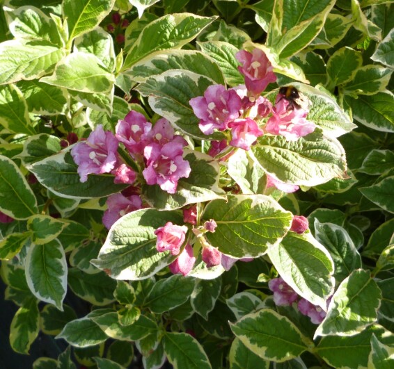 Вейгела 'Nana Variegata', C7 80-100 - 1